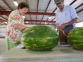watermelons-local-farmers-market